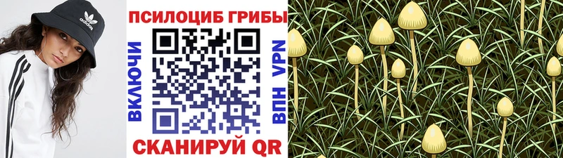Купить закладки  Волгоград  Псилоцибиновые грибы мицелий 